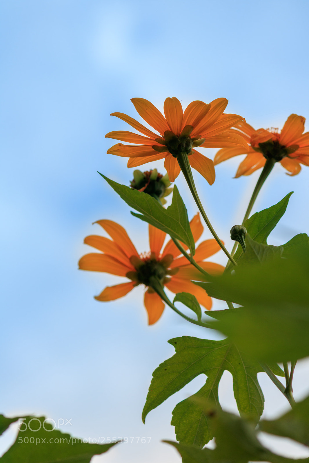 Canon EOS 750D (EOS Rebel T6i / EOS Kiss X8i) sample photo. Orange photography