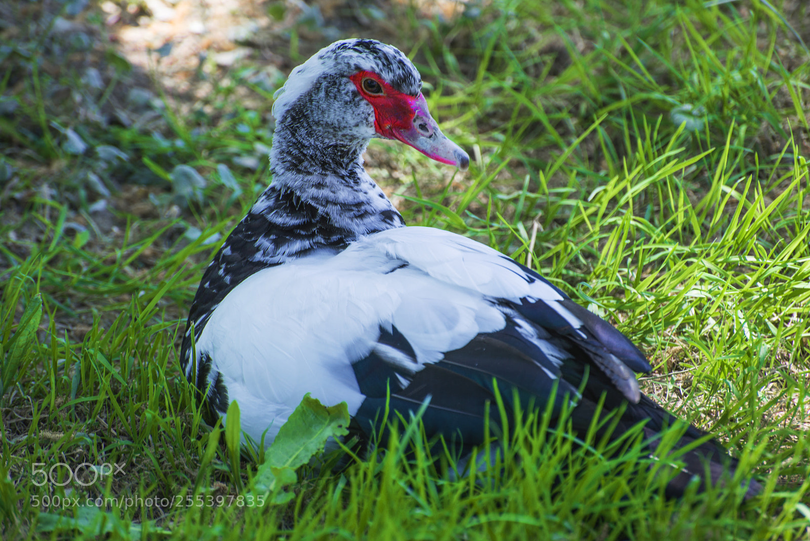 Nikon D600 sample photo. Hi there!!! photography