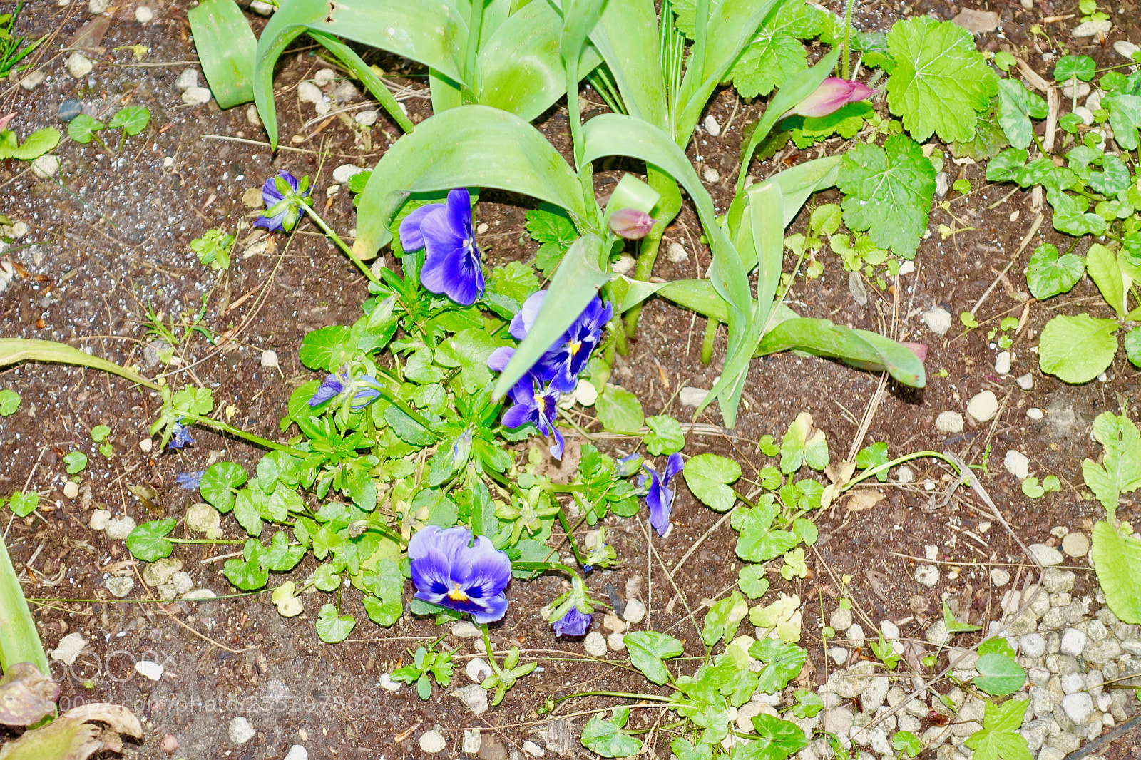 Sony Cyber-shot DSC-RX100 III sample photo. Dsc photography