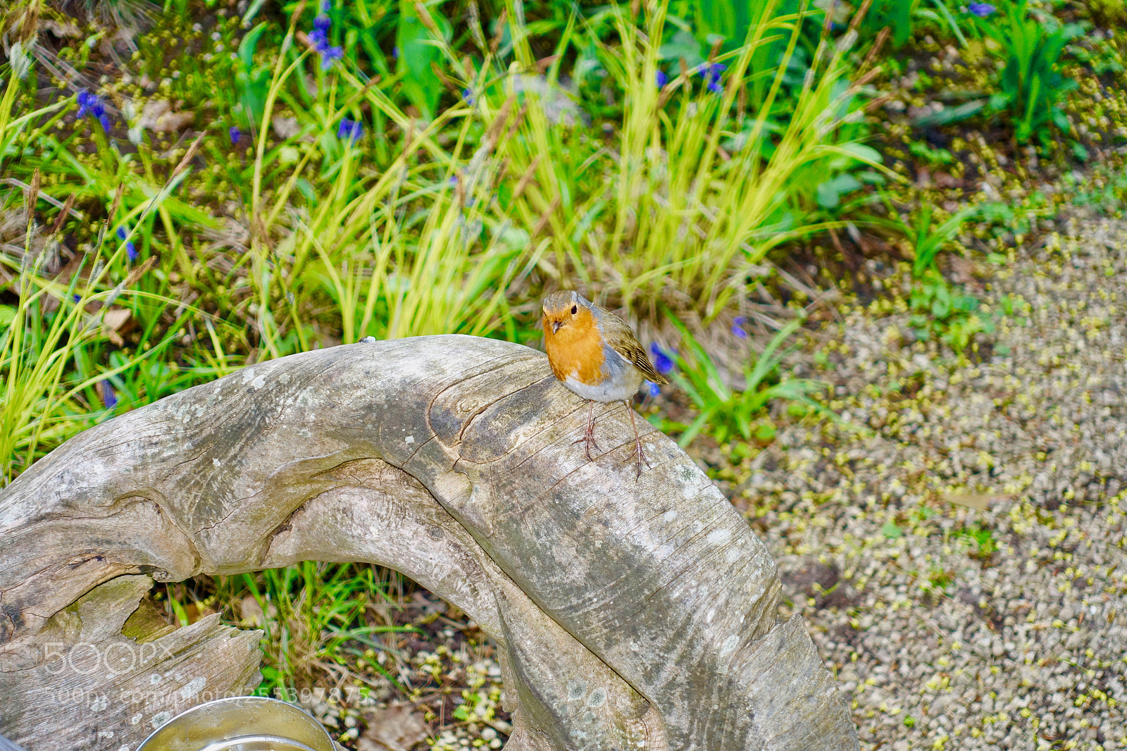 Sony Cyber-shot DSC-RX100 III sample photo. Dsc photography
