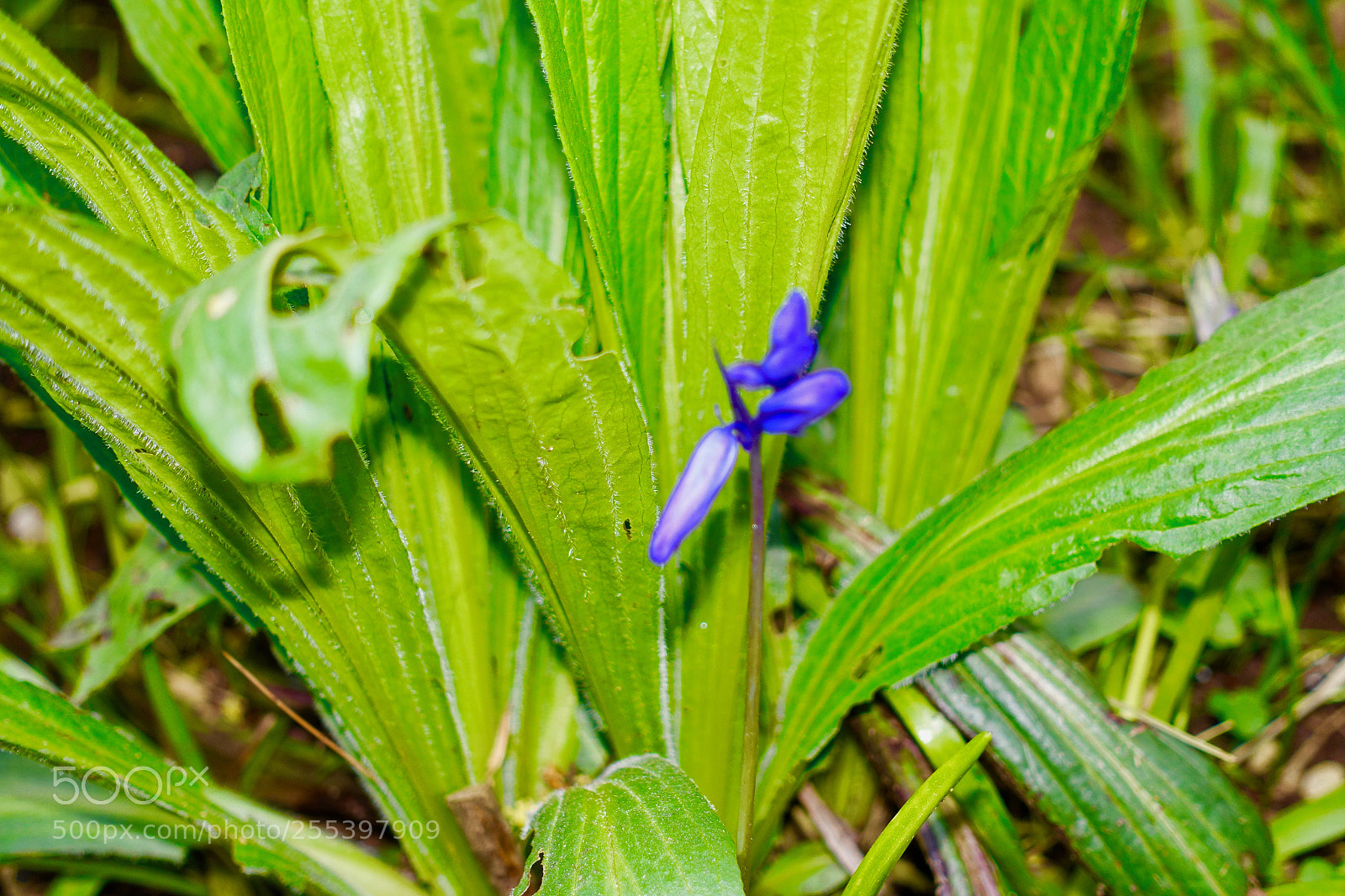 Sony Cyber-shot DSC-RX100 III sample photo. Dsc photography