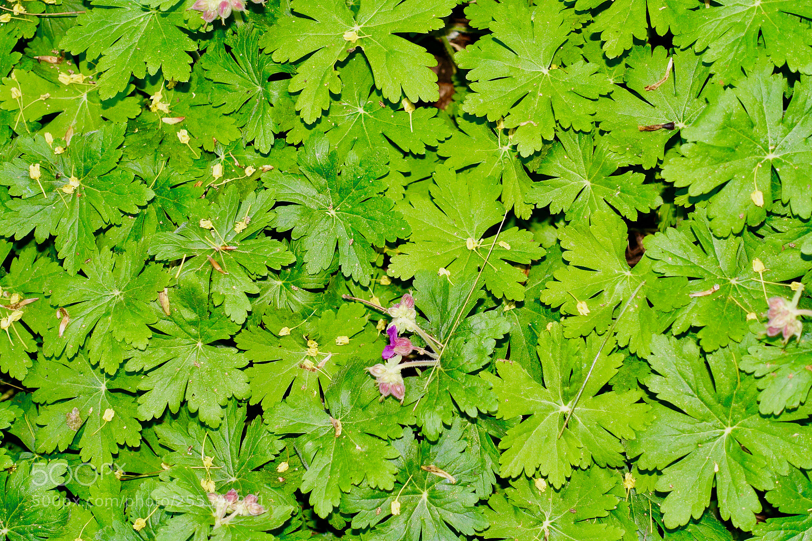Sony Cyber-shot DSC-RX100 III sample photo. Dsc photography