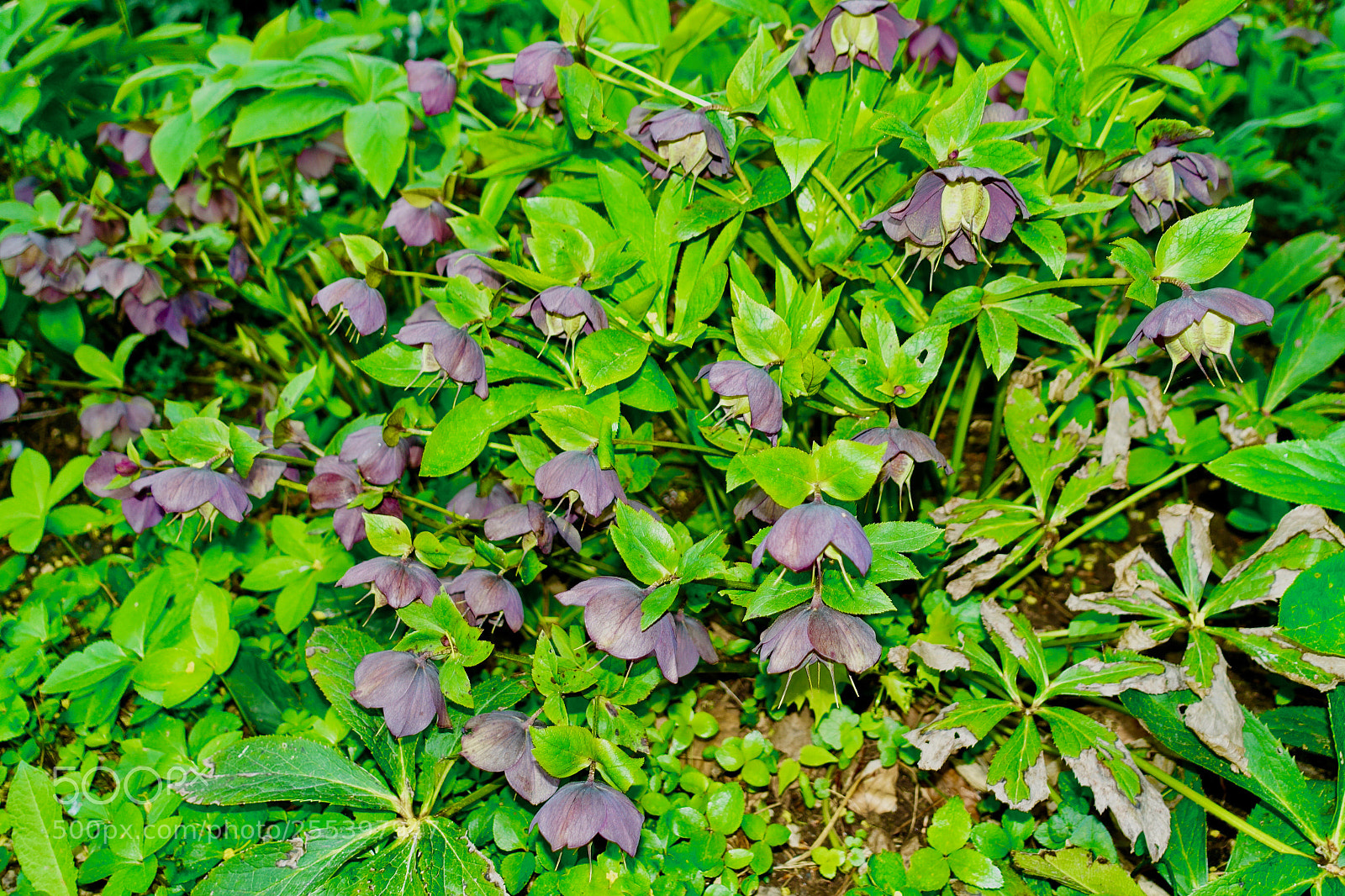 Sony Cyber-shot DSC-RX100 III sample photo. Dsc photography