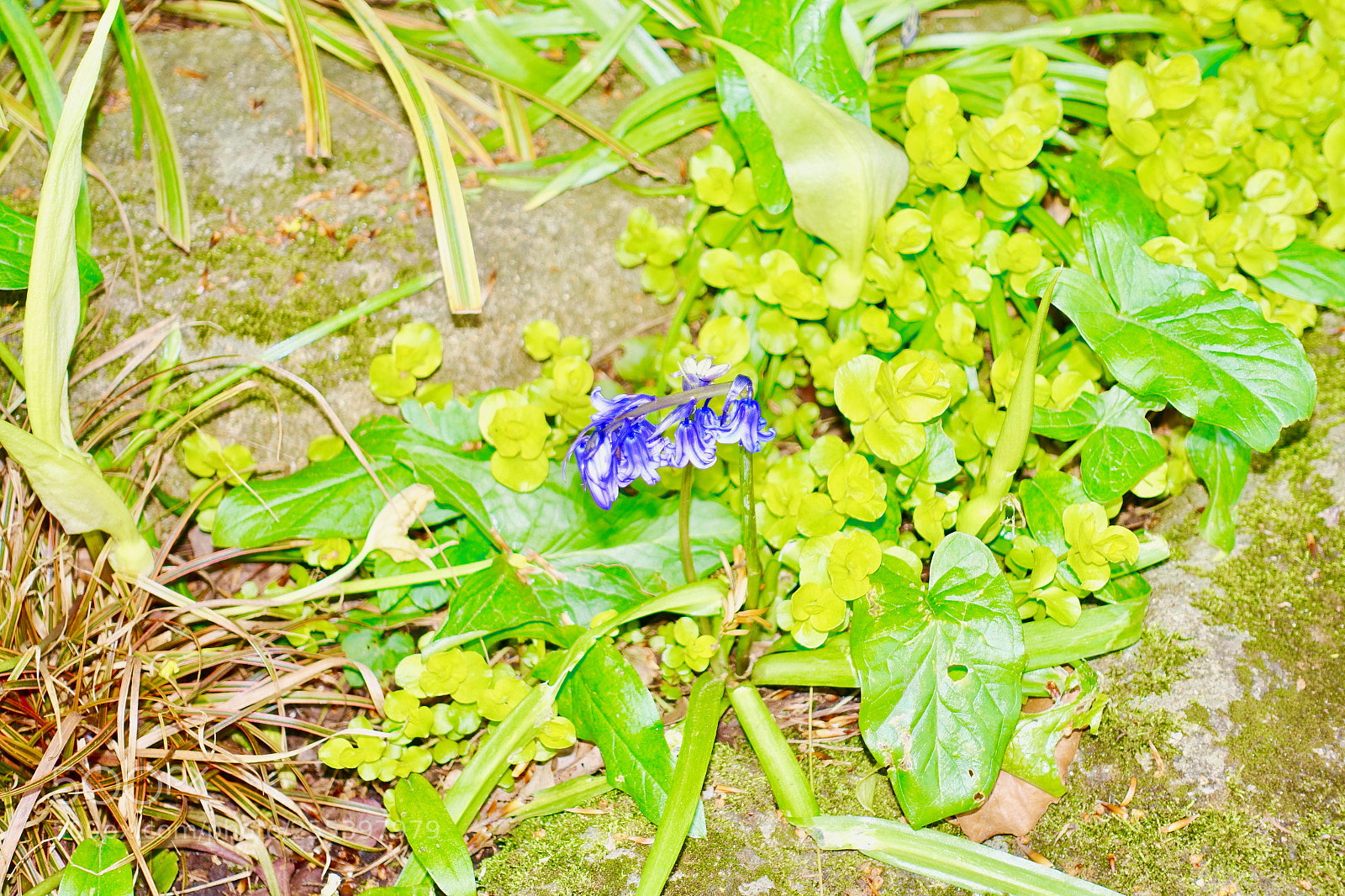 Sony Cyber-shot DSC-RX100 III sample photo. Dsc photography