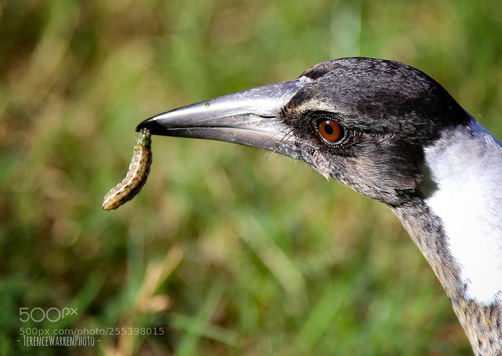 Canon EOS 6D sample photo. Young australian magpie. photography