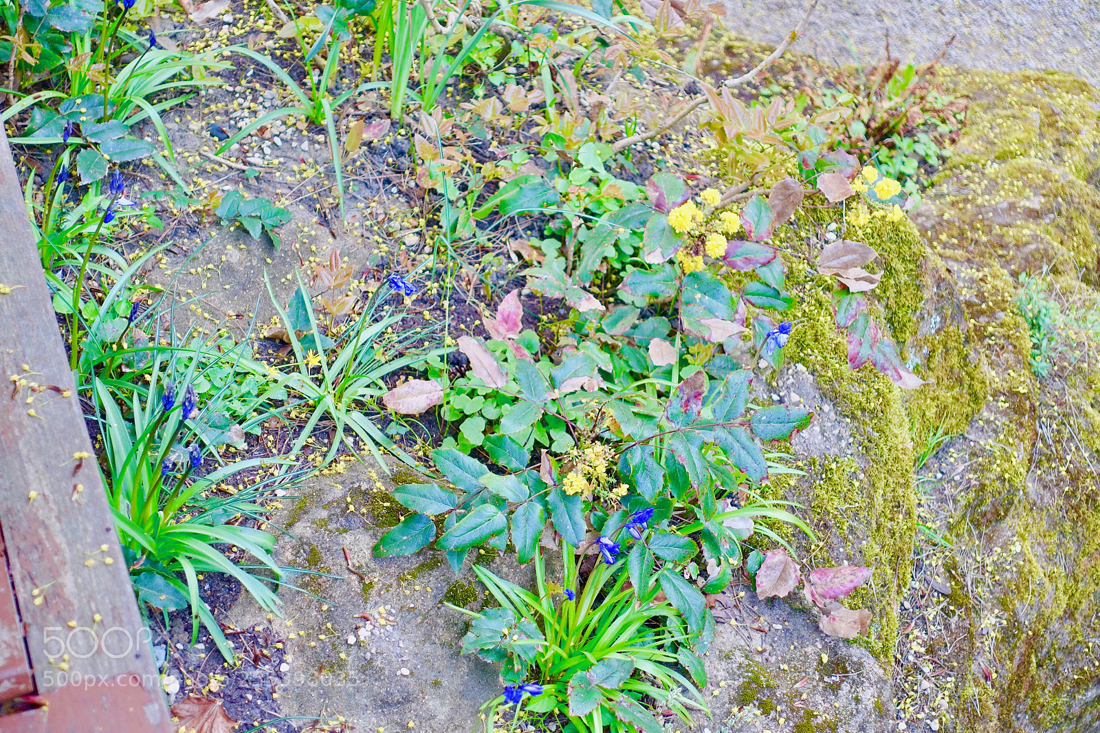 Sony Cyber-shot DSC-RX100 III sample photo. Dsc photography