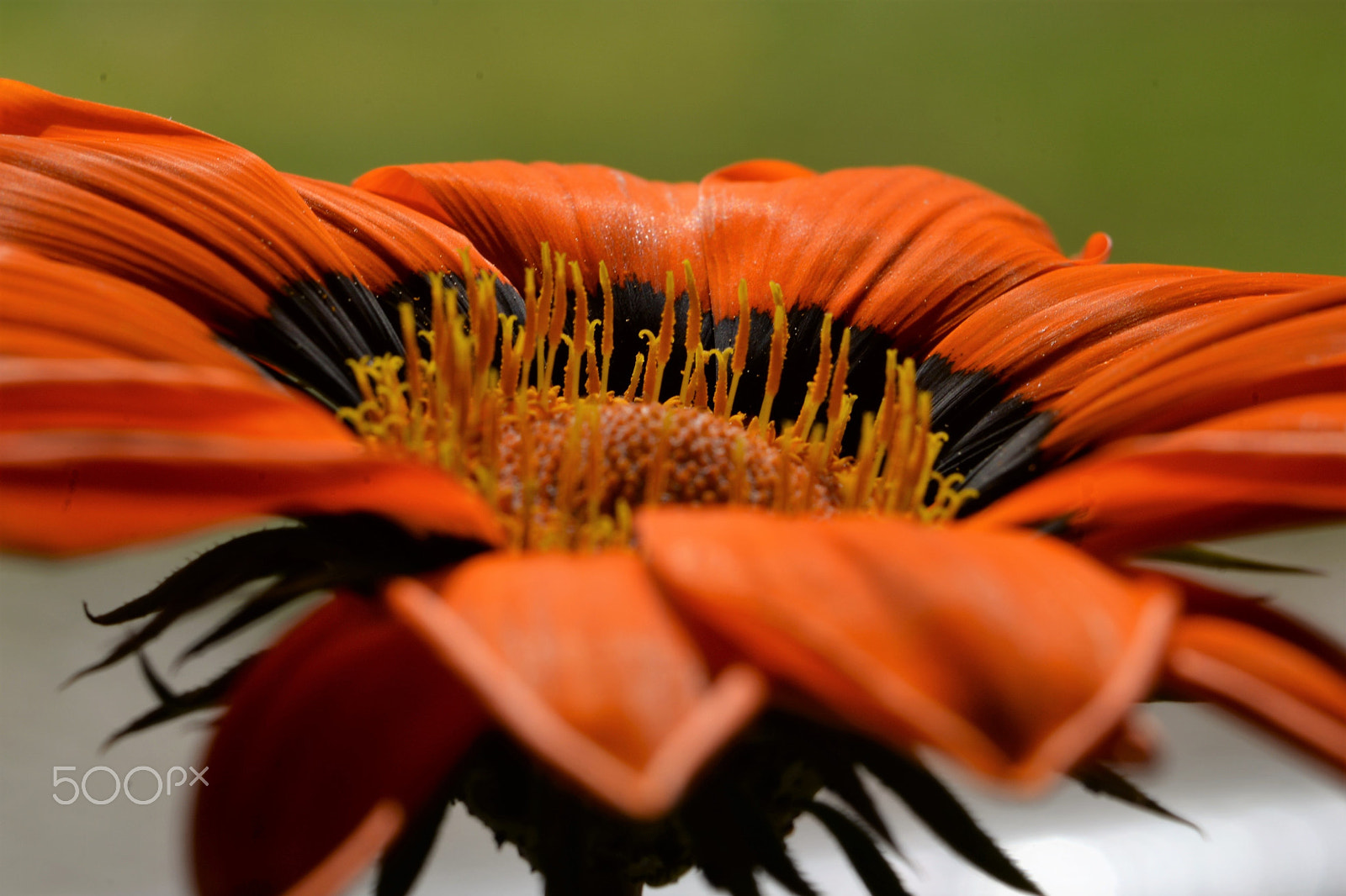 Nikon D610 sample photo. Coroa photography