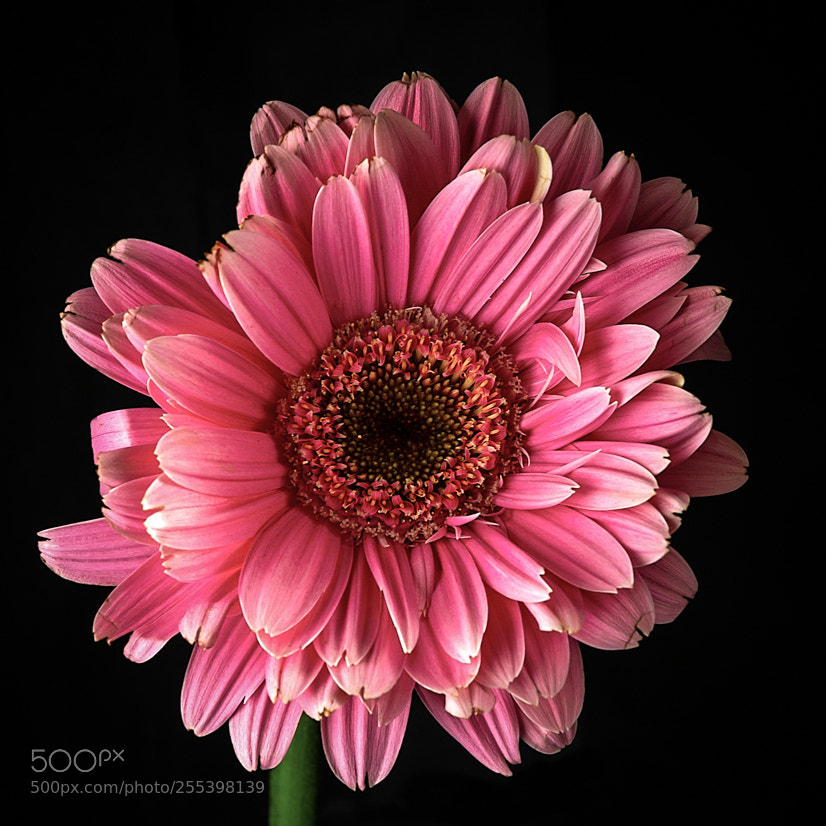 Nikon D7100 sample photo. Pink gerber daisy photography