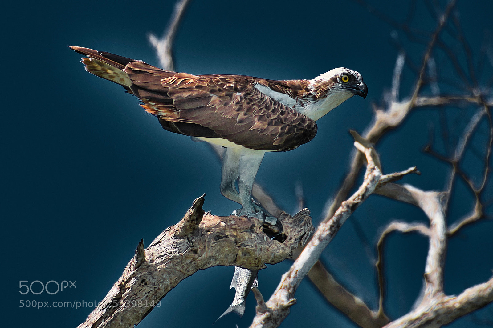 Nikon D500 sample photo. Osprey predator photography
