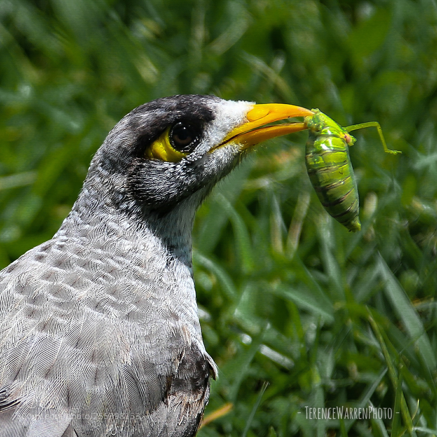 Canon EOS 6D sample photo. Noisy miner photography