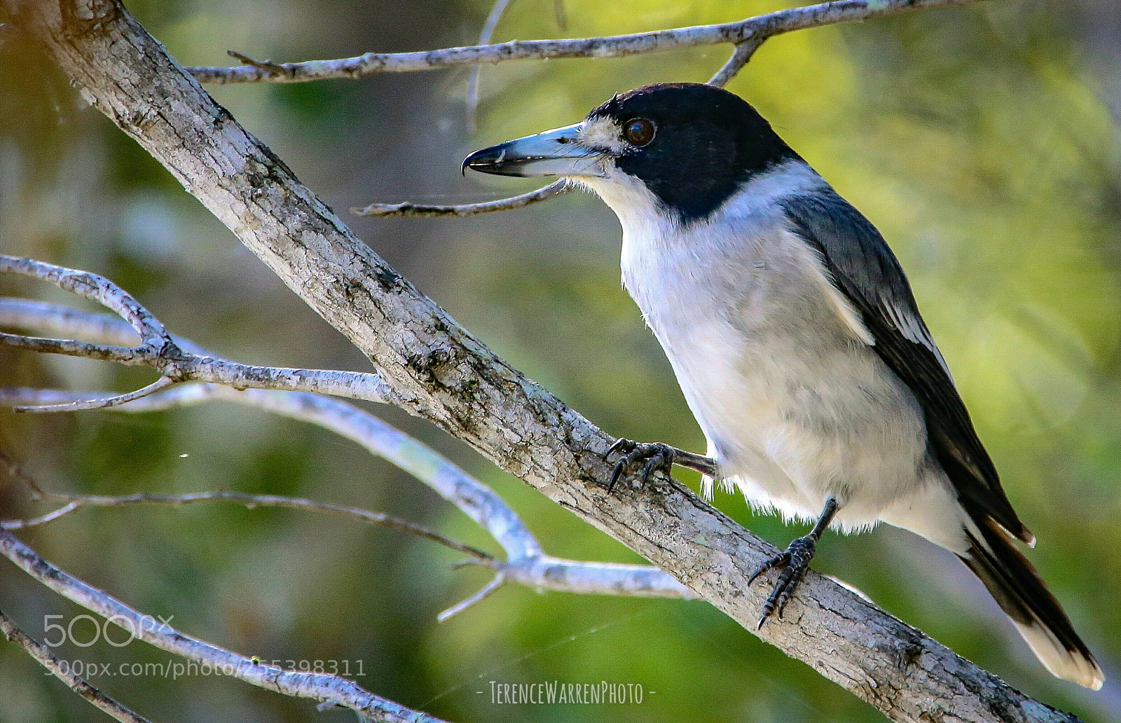 Canon EOS 6D sample photo. Butcherbird photography