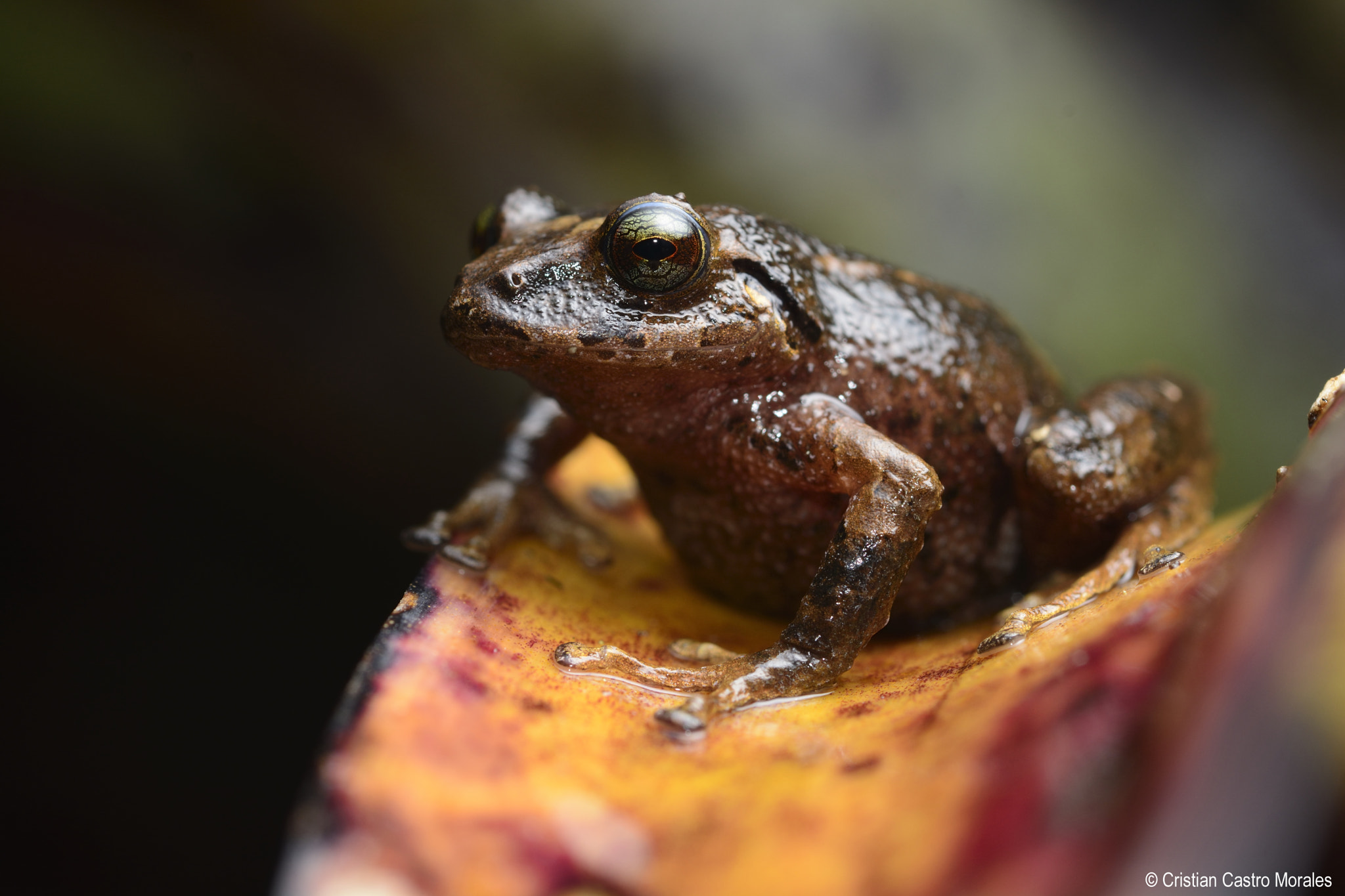 Nikon AF Micro-Nikkor 60mm F2.8D sample photo. Pristimantis gr. taeniatus  (banded robber frog) photography