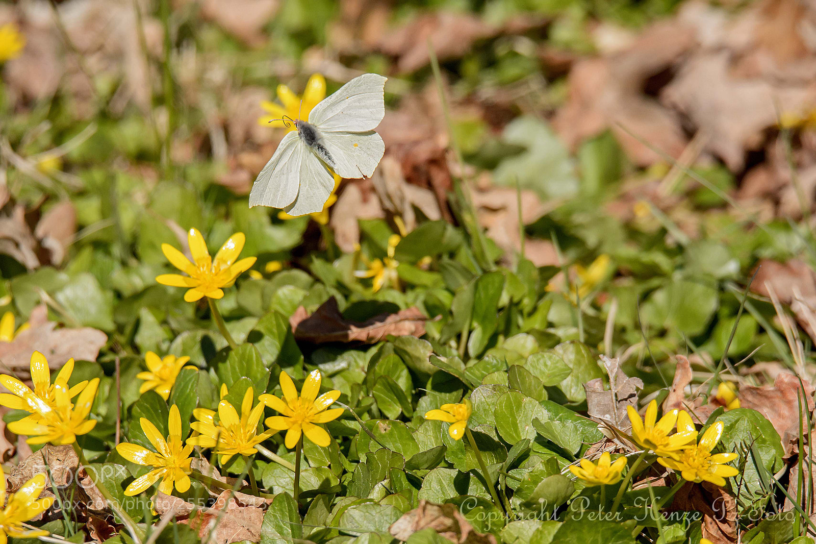Nikon D4S sample photo. Lemon butterfly takes care photography
