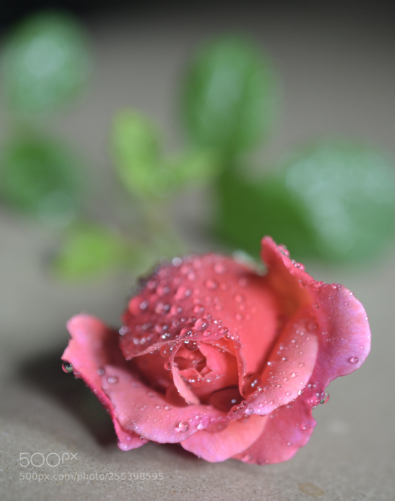 Nikon D3100 sample photo. Roses? photography