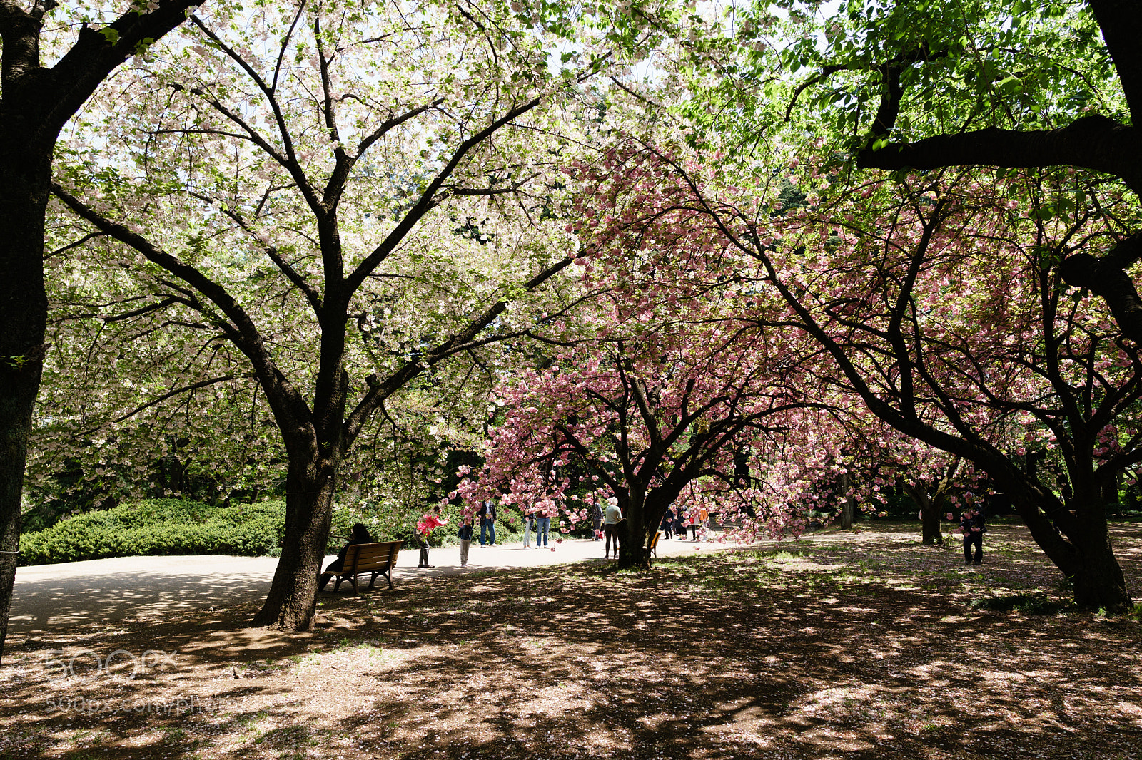 Sony a6500 sample photo. White, pink, and green photography
