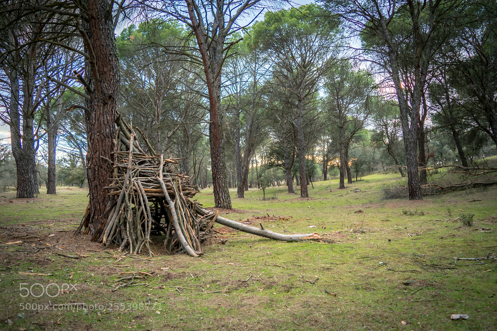 Nikon D5500 sample photo. Cabin in the forest photography