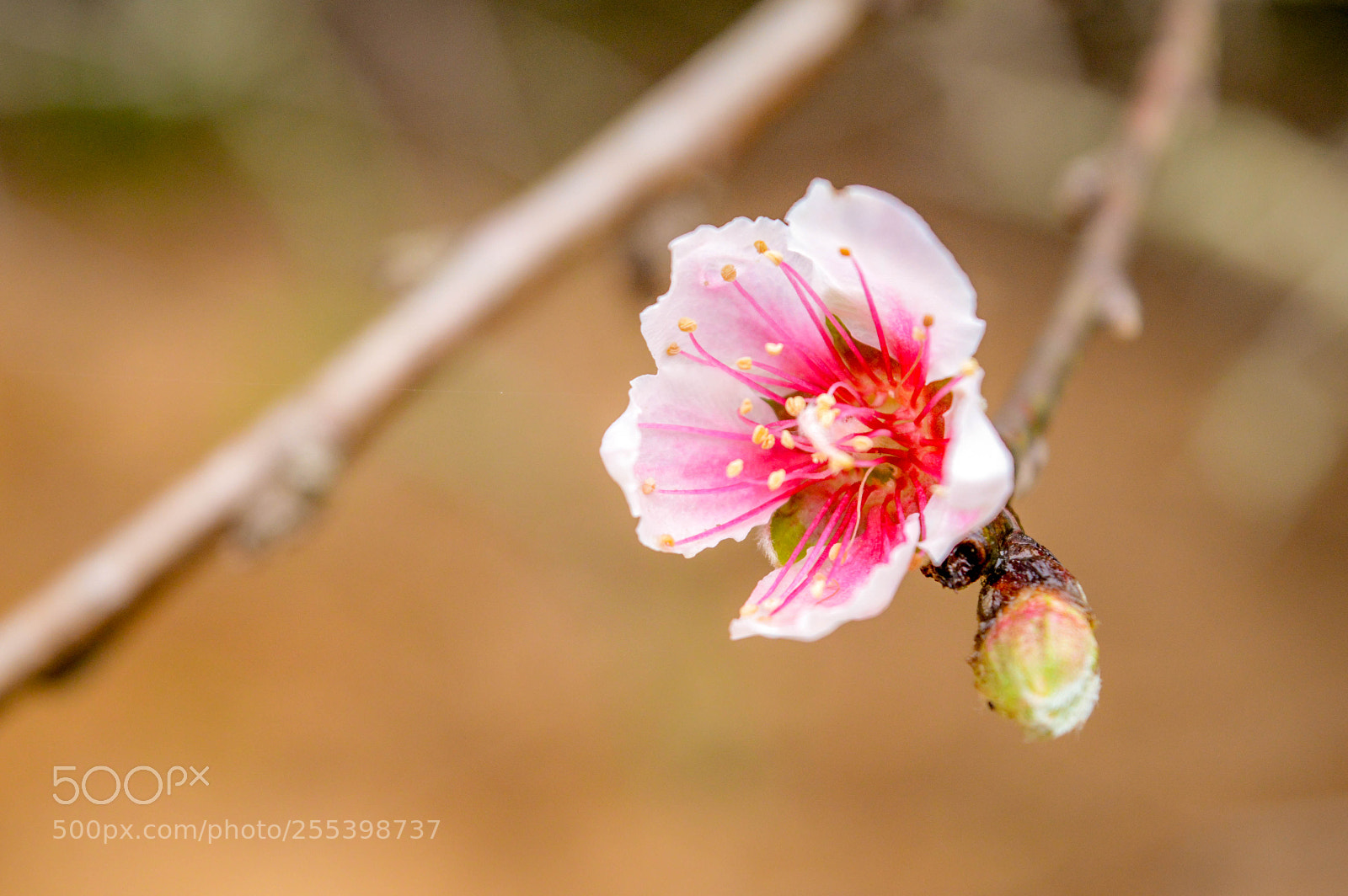 Nikon D3200 sample photo. Peach blossom photography