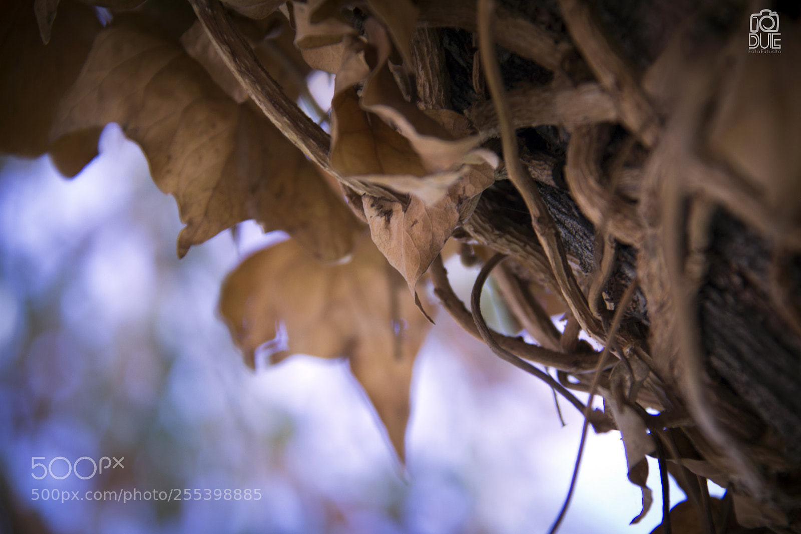 Canon EOS 60D sample photo. Untitled photography