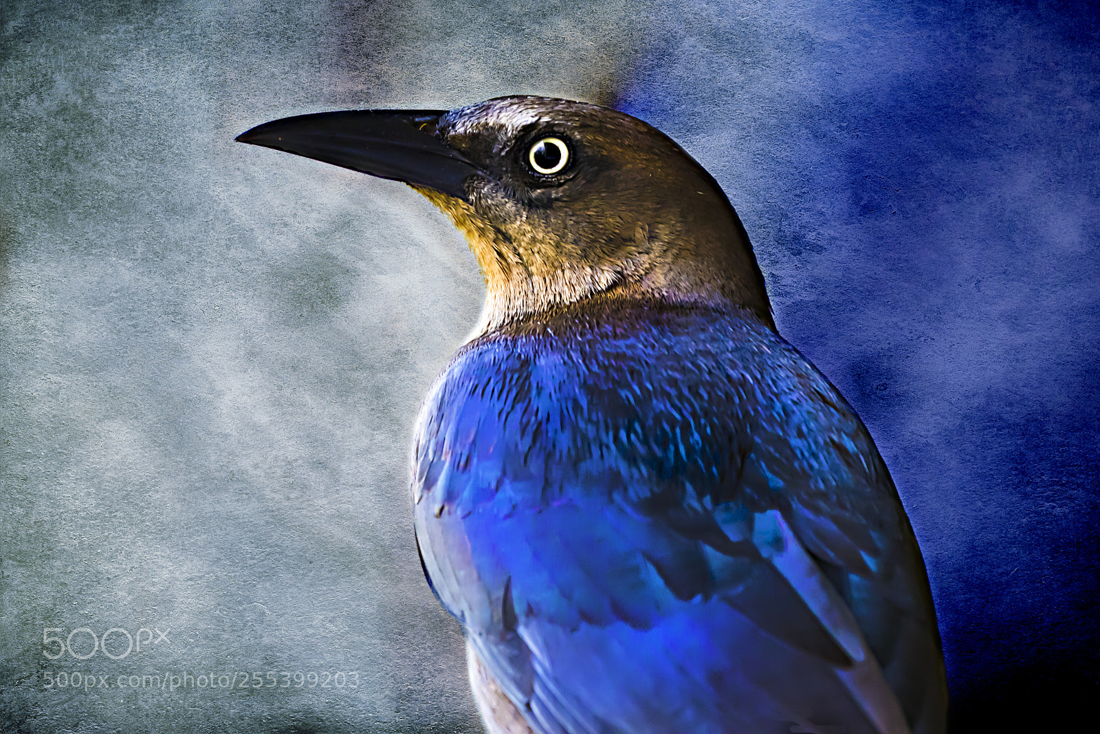Canon EOS 80D sample photo. Bird of blue photography