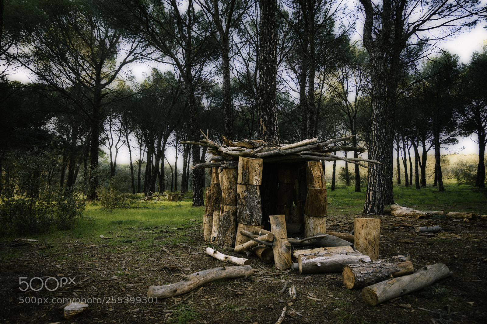 Nikon D5500 sample photo. Home in the forest photography