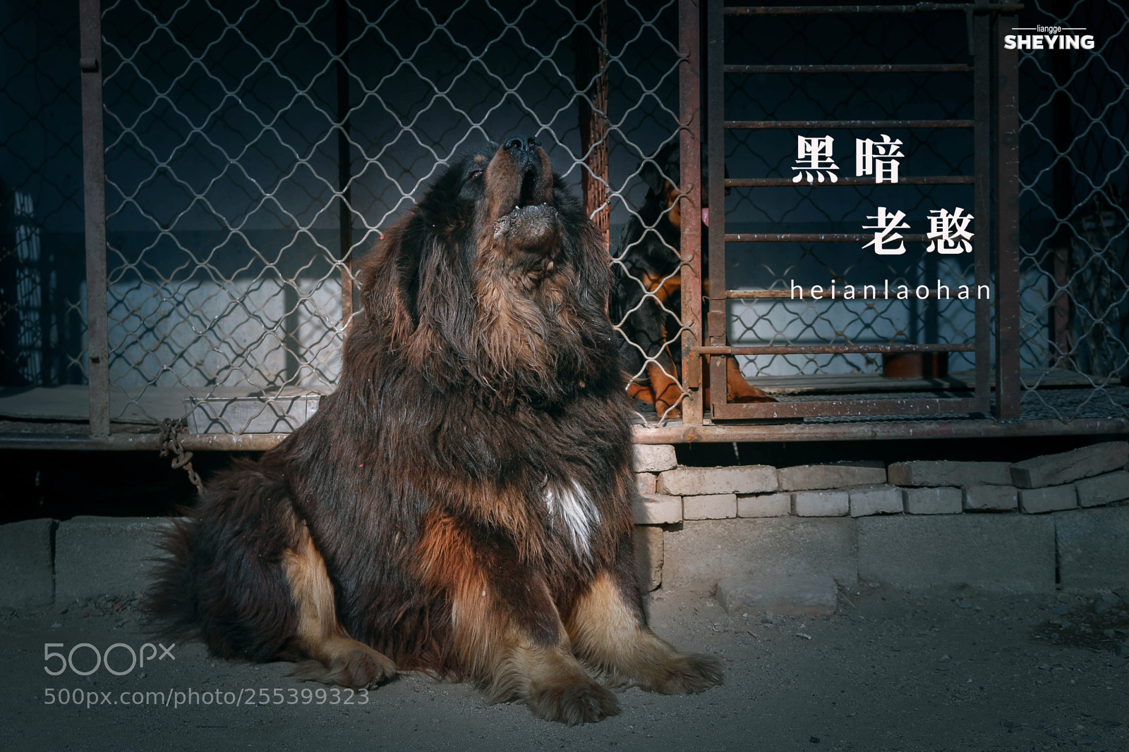Canon EOS 700D (EOS Rebel T5i / EOS Kiss X7i) sample photo. 中国藏獒【老憨】 photography