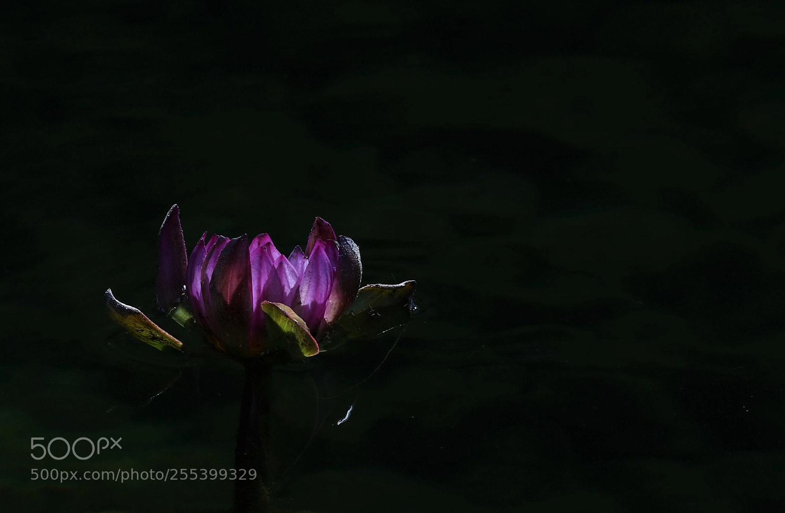 Canon EOS 5DS R sample photo. Calm photography
