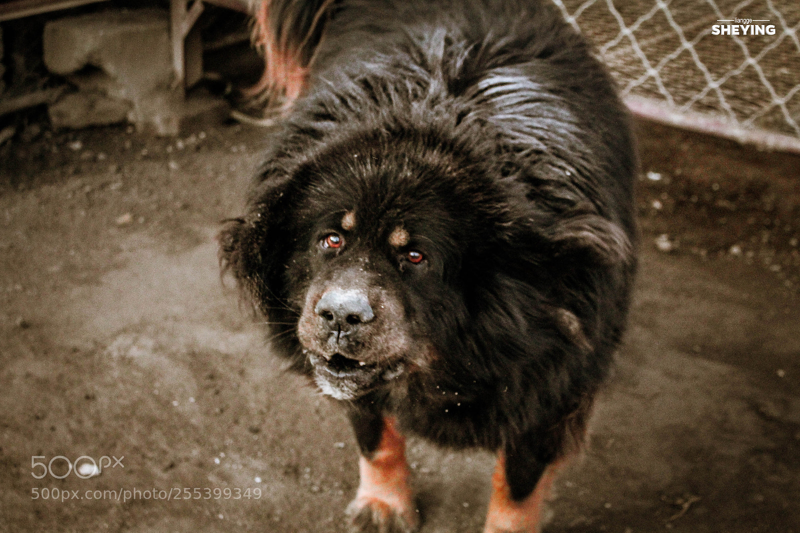 Canon EOS 700D (EOS Rebel T5i / EOS Kiss X7i) sample photo. 中国藏獒【老憨】 photography
