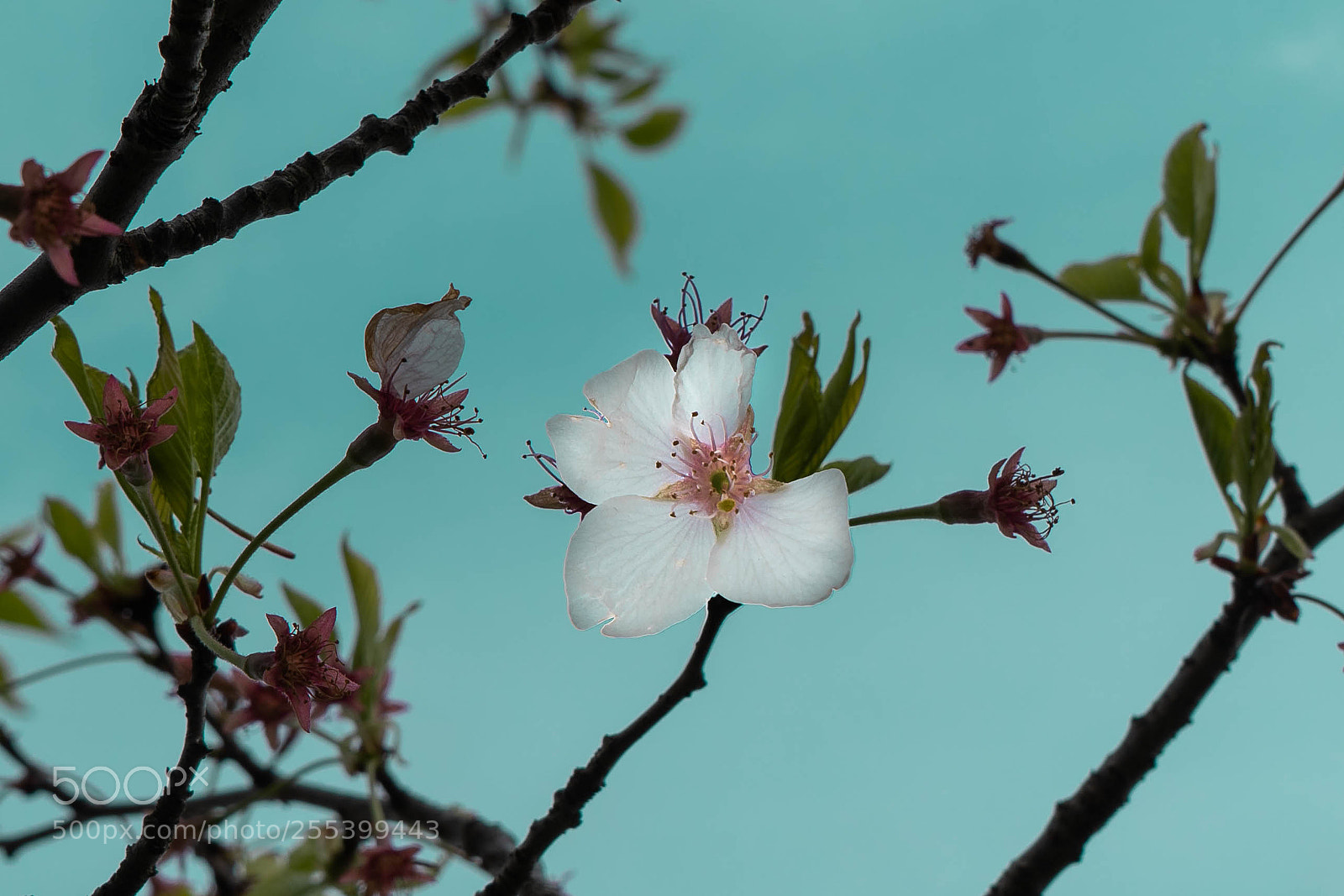 Sony a7 III sample photo. The last cherry flower photography
