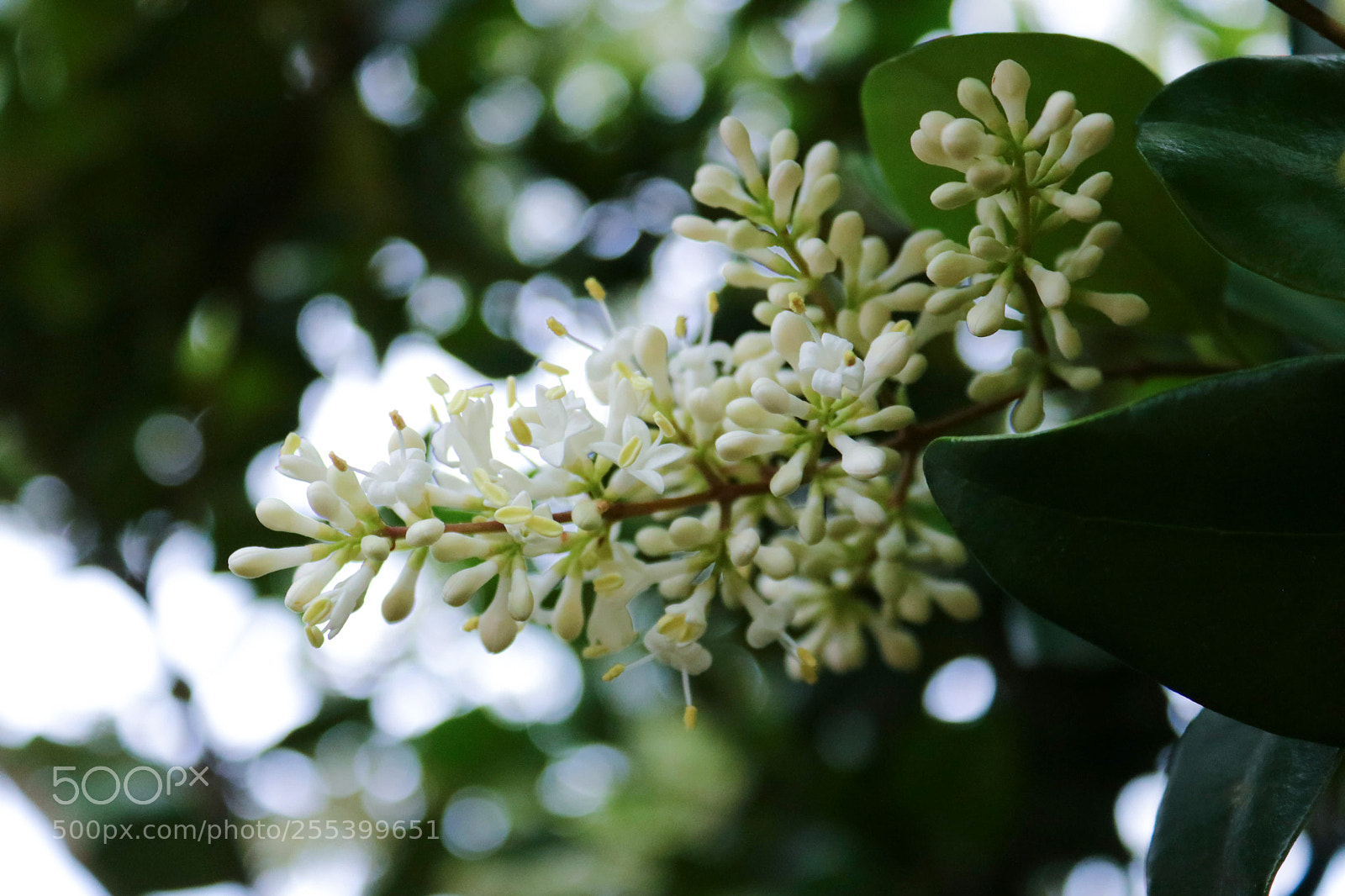 Canon EOS 750D (EOS Rebel T6i / EOS Kiss X8i) sample photo. Untitled photography