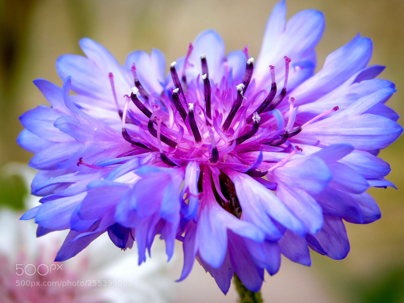 Nikon Coolpix B500 sample photo. Watercolor bluecap flower photography