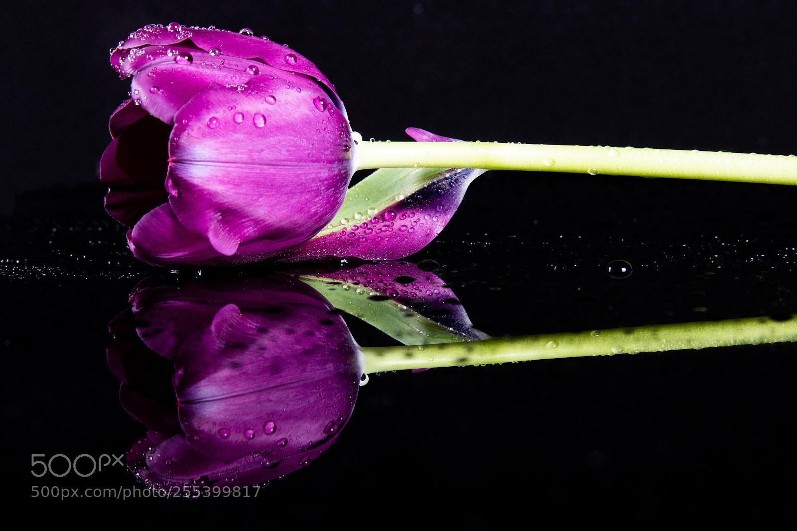 Canon EOS 7D Mark II sample photo. Tulip purple photography