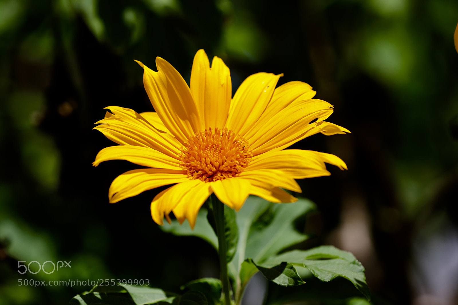 Canon EOS 5D Mark IV sample photo. Untitled photography