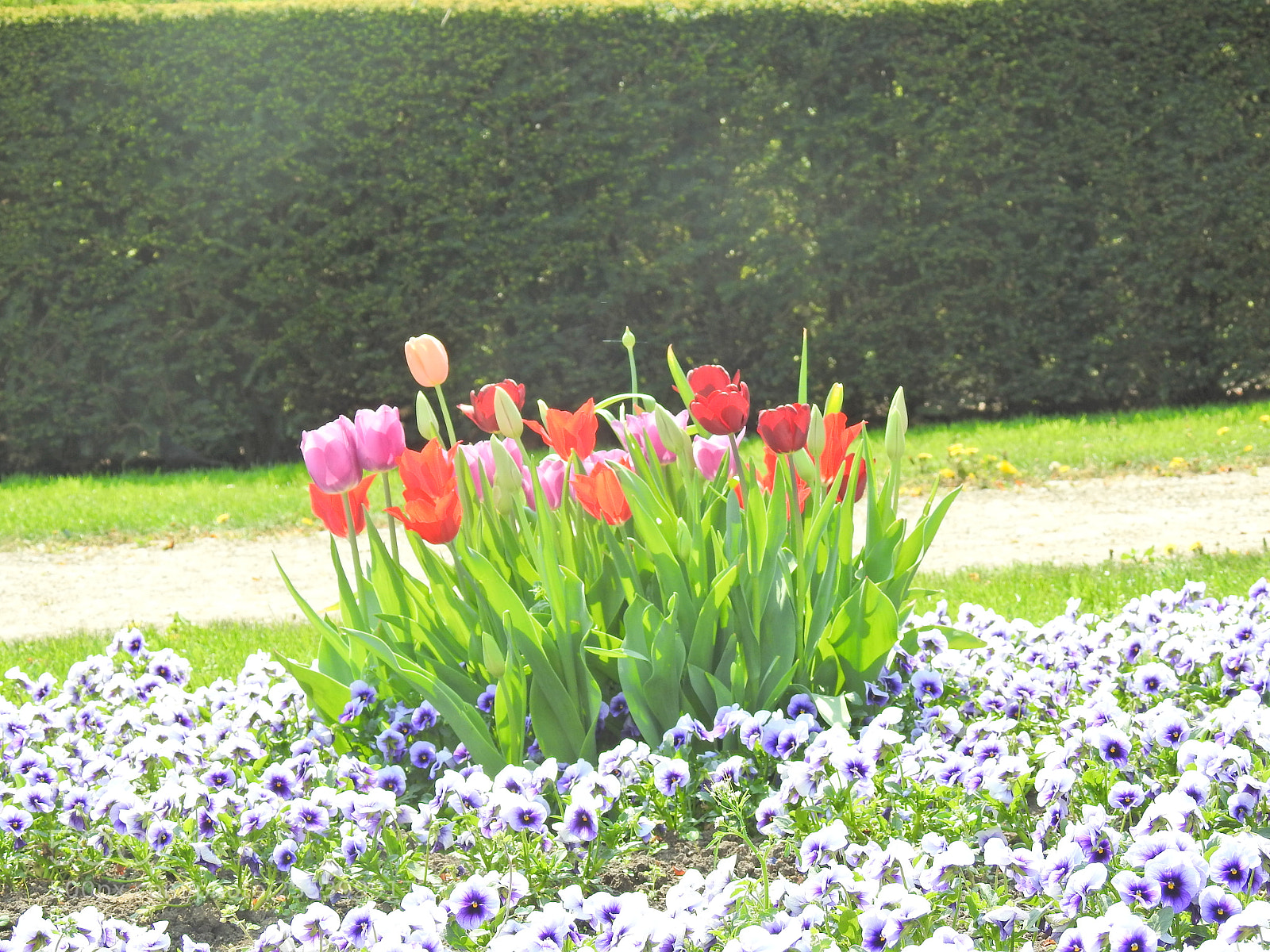 Nikon Coolpix P900 sample photo. Tulips bouquet photography