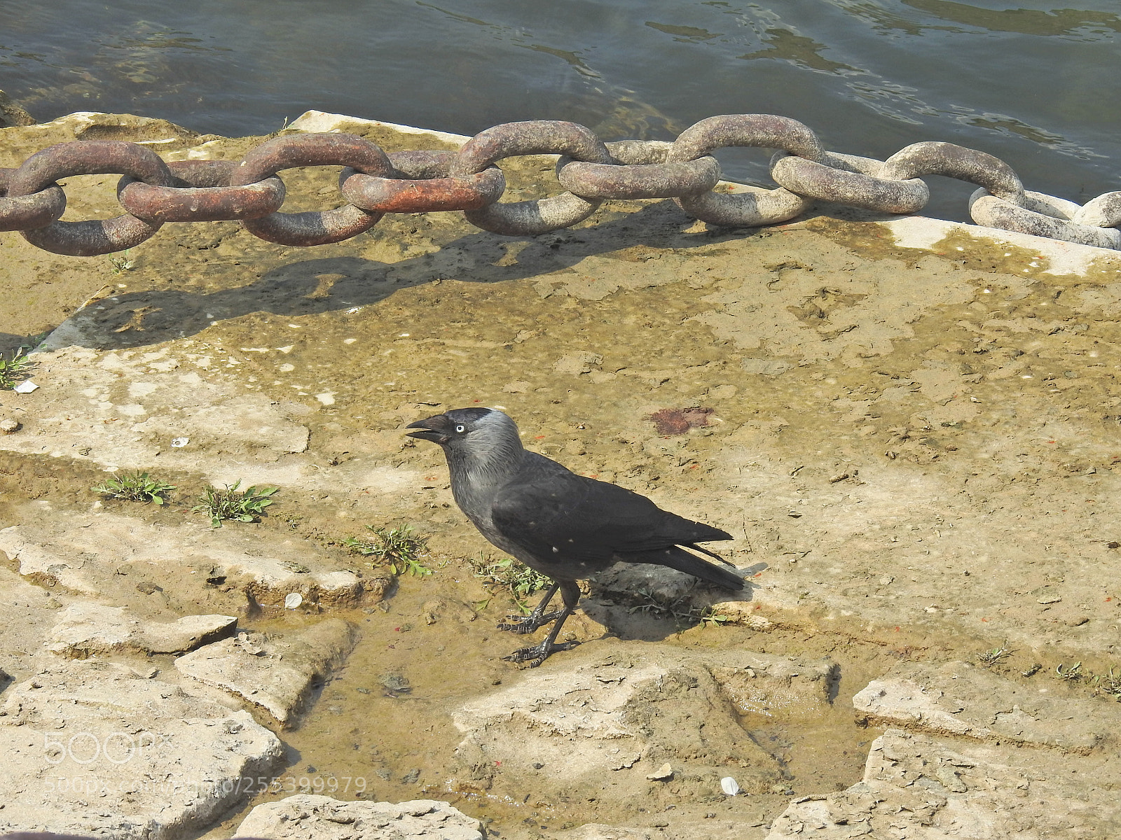 Nikon Coolpix P900 sample photo. Blackbird photography