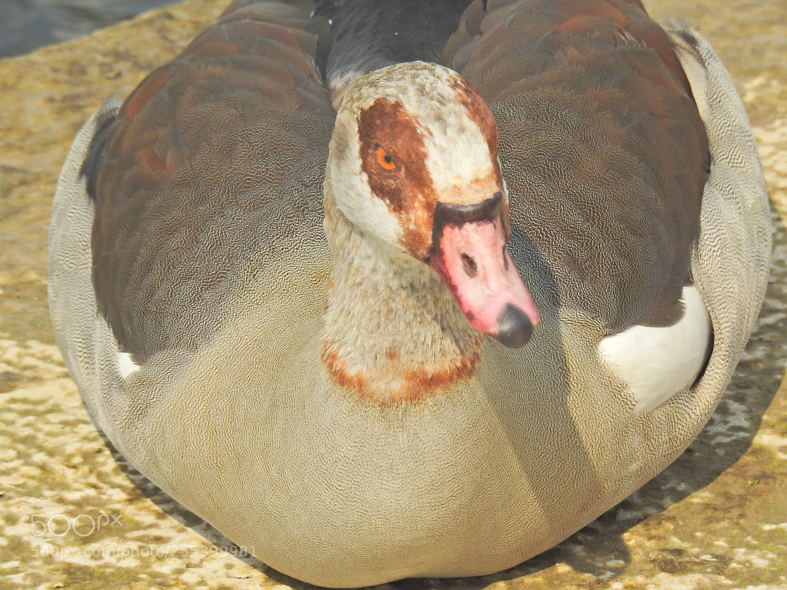 Nikon Coolpix P900 sample photo. Fat goose photography