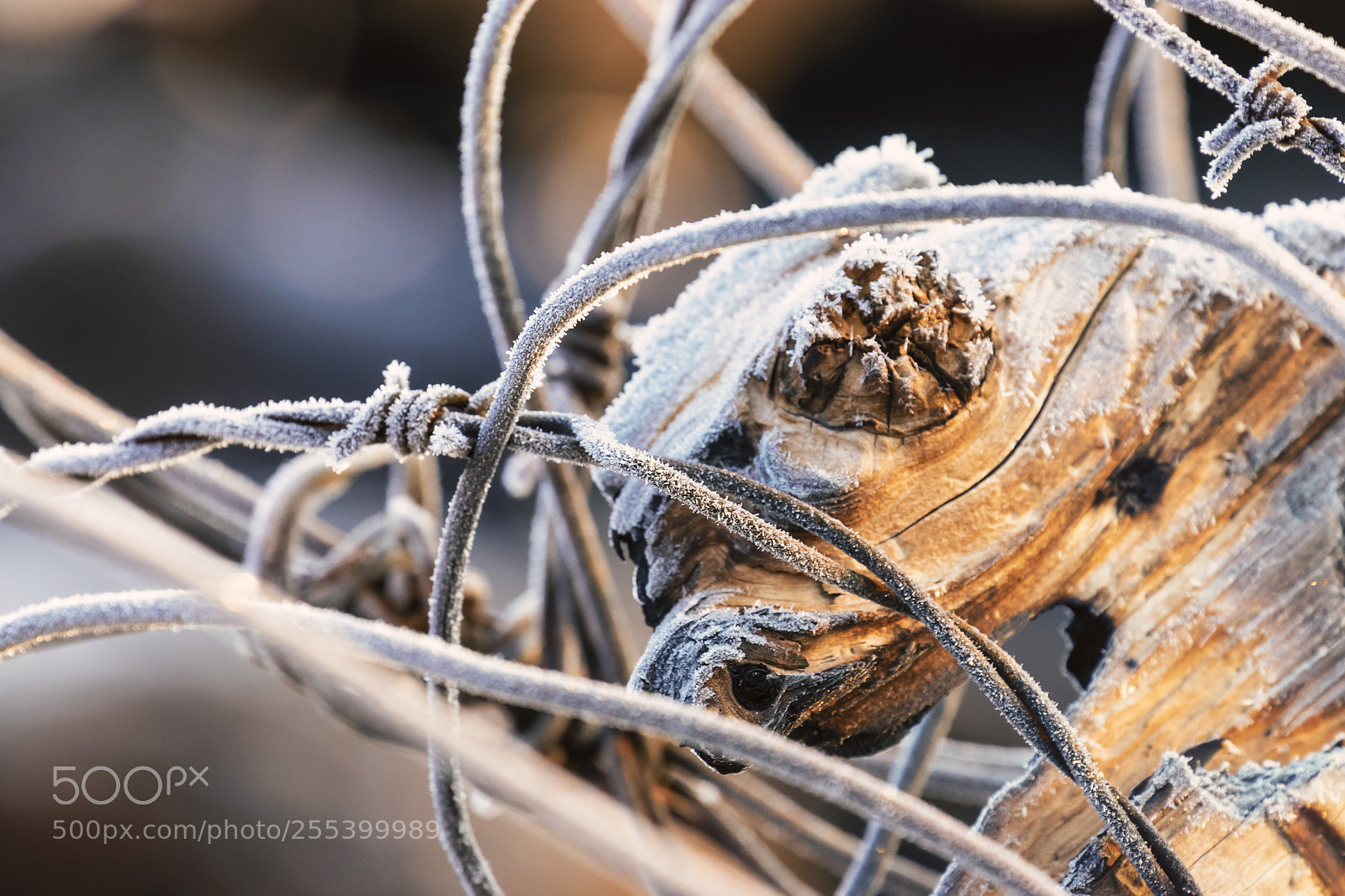Canon EOS 80D sample photo. Frost wire and log photography