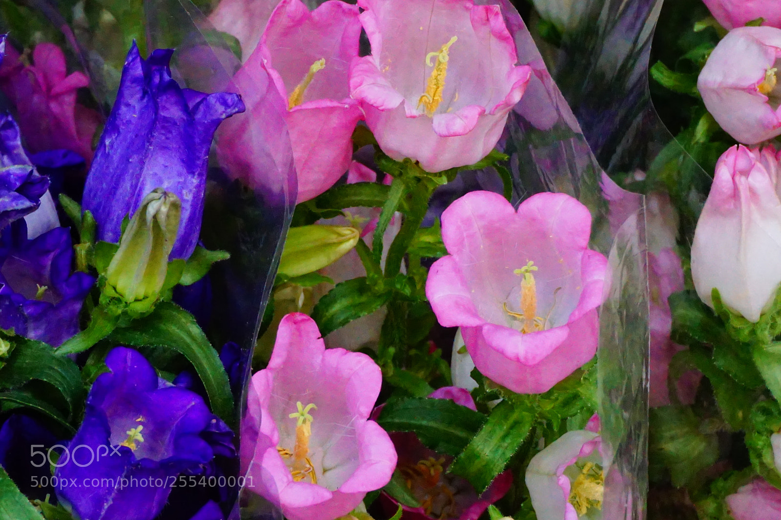 Sony a6000 sample photo. Flower photography