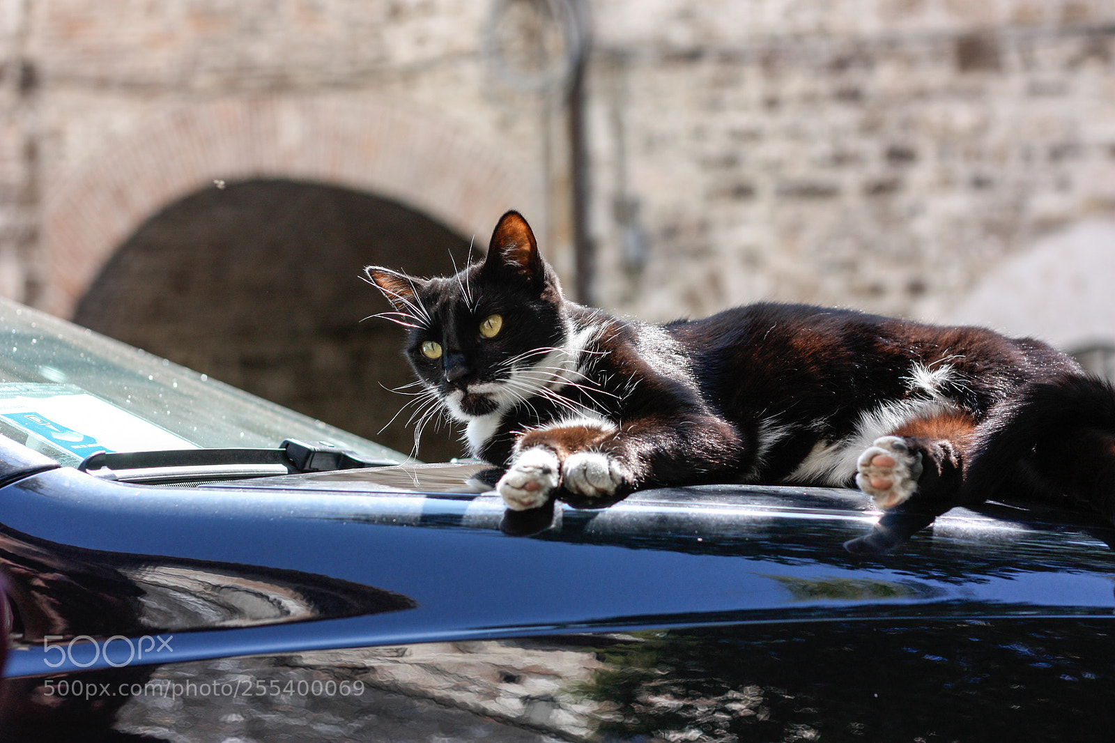 Canon EOS 450D (EOS Rebel XSi / EOS Kiss X2) sample photo. Punchy cat photography