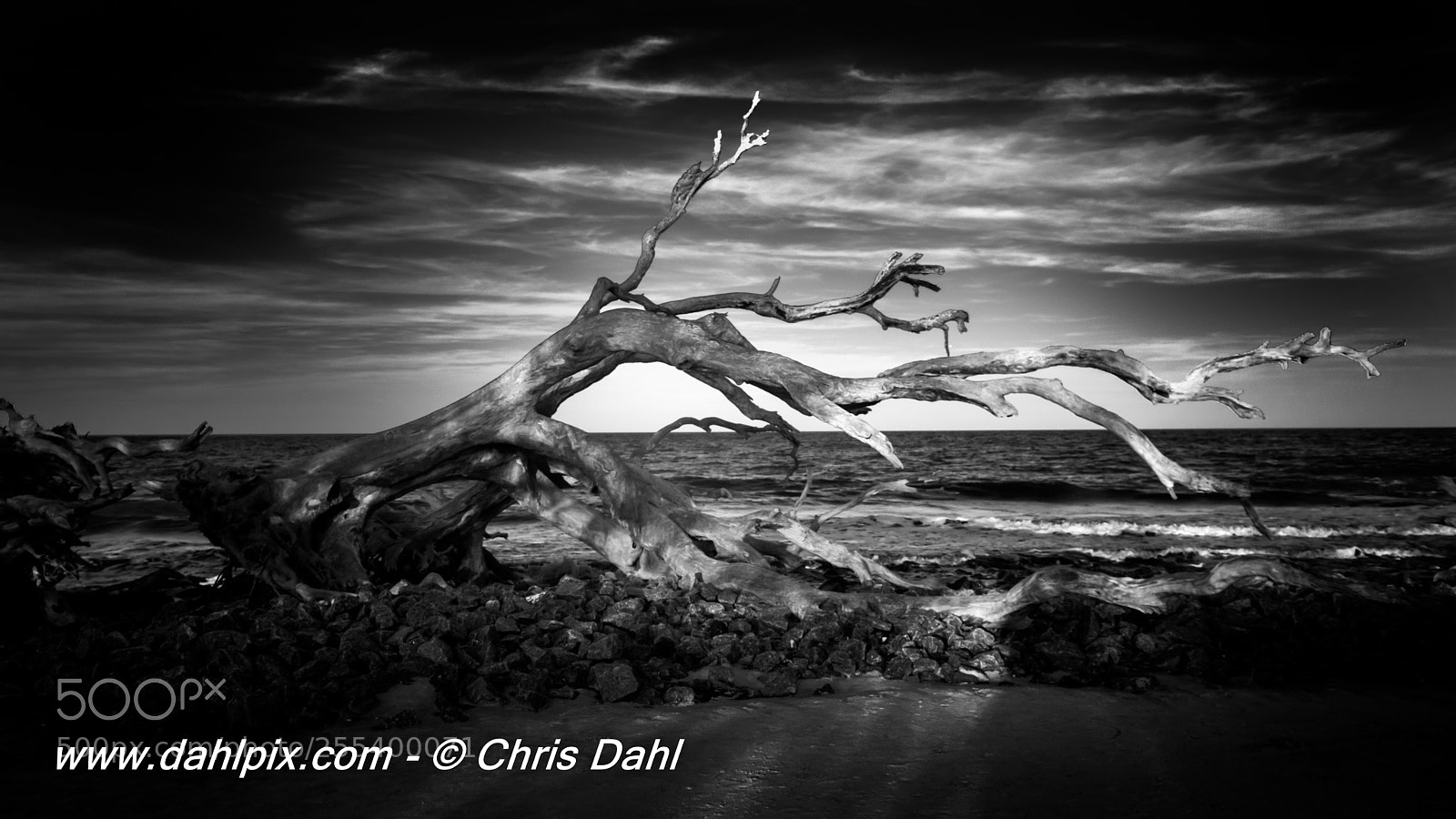 Nikon D800 sample photo. Untitledriftwoodd photography