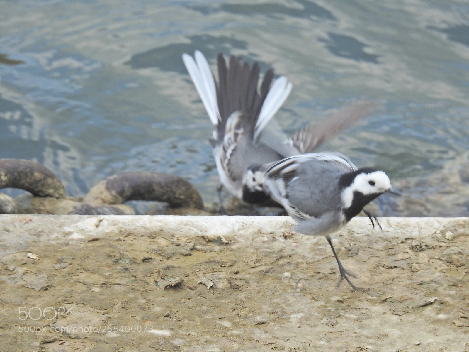 Nikon Coolpix P900 sample photo. One legged bird photography