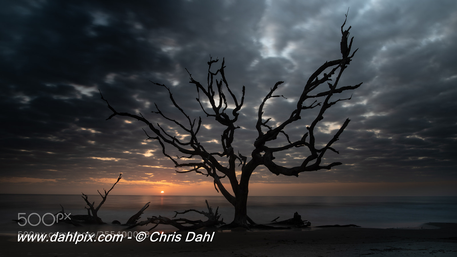 Nikon D750 sample photo. Driftwood beach photography