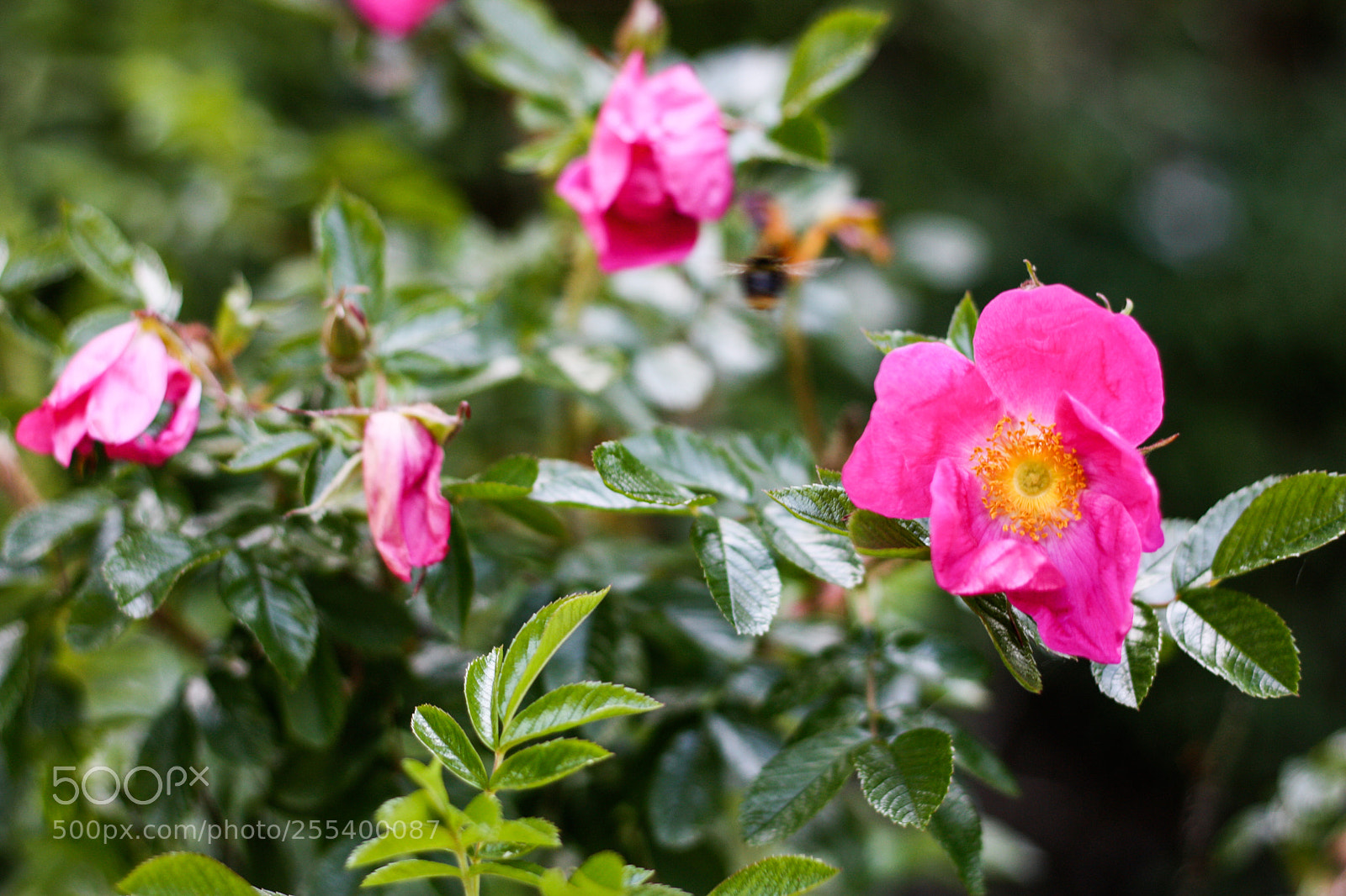 Canon EOS 450D (EOS Rebel XSi / EOS Kiss X2) sample photo. Wild rose photography
