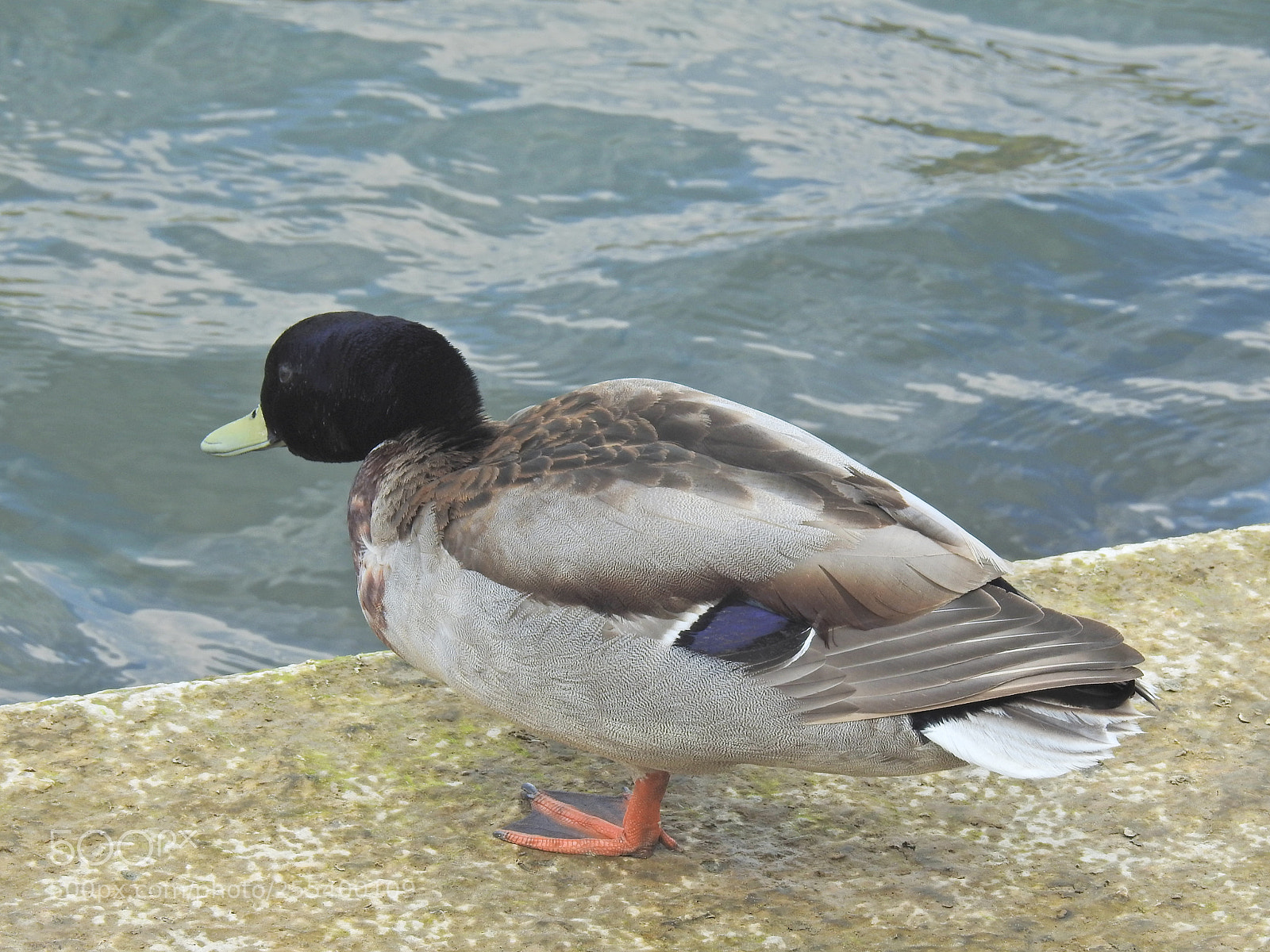 Nikon Coolpix P900 sample photo. Should i stay or photography