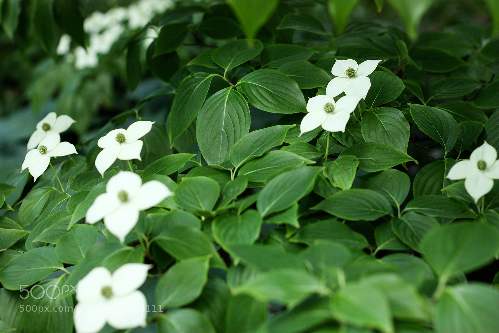 Canon EOS 450D (EOS Rebel XSi / EOS Kiss X2) sample photo. Kousa dogwood photography