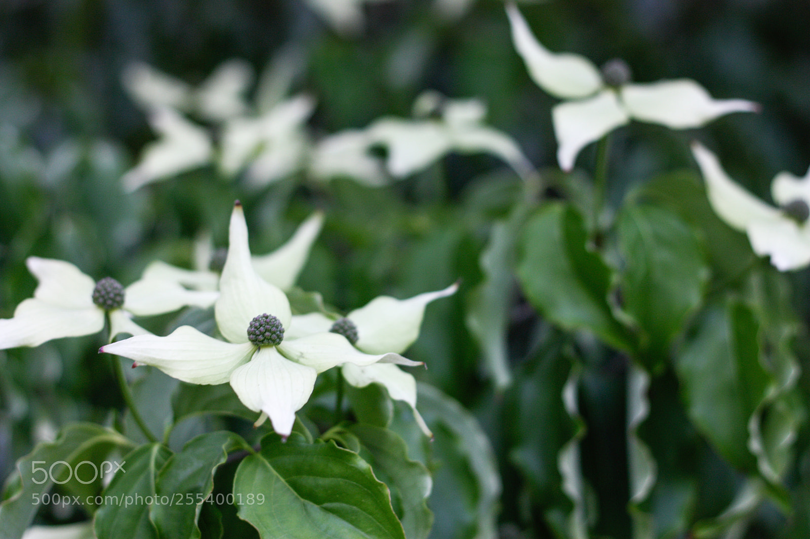 Canon EOS 450D (EOS Rebel XSi / EOS Kiss X2) sample photo. Another dogwood photography
