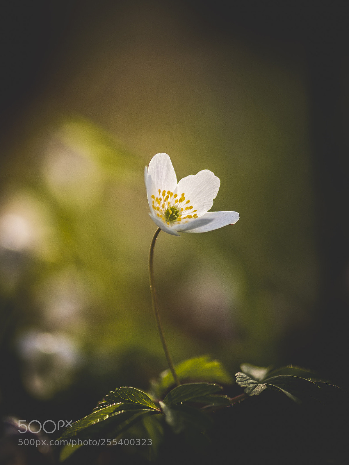 Nikon D500 sample photo. Spring flower photography
