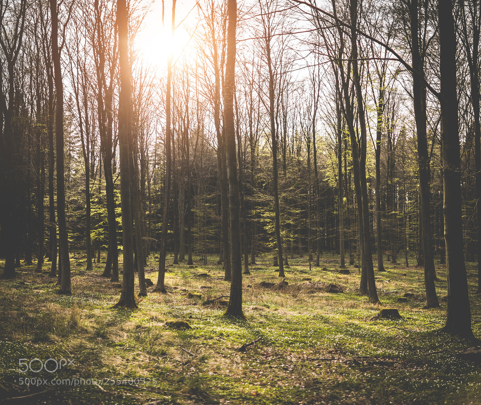 Nikon D500 sample photo. Finally spring photography