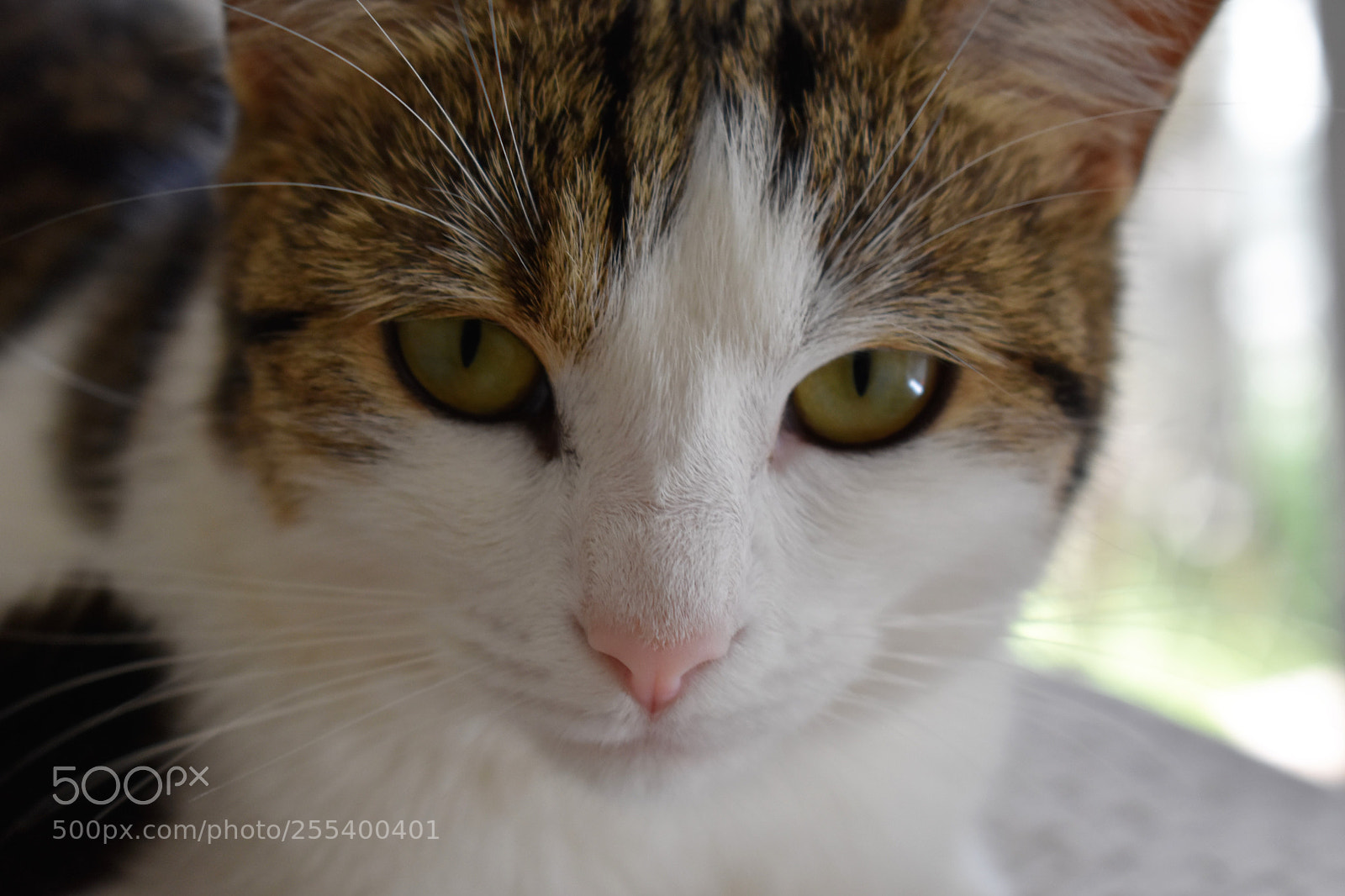Nikon D3400 sample photo. () photography