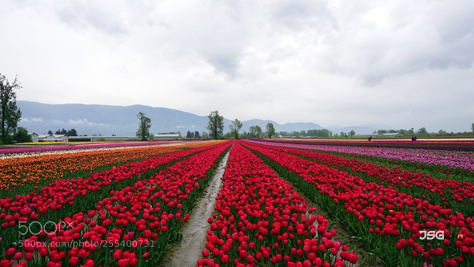 Sony a6000 sample photo. Tulips ? photography