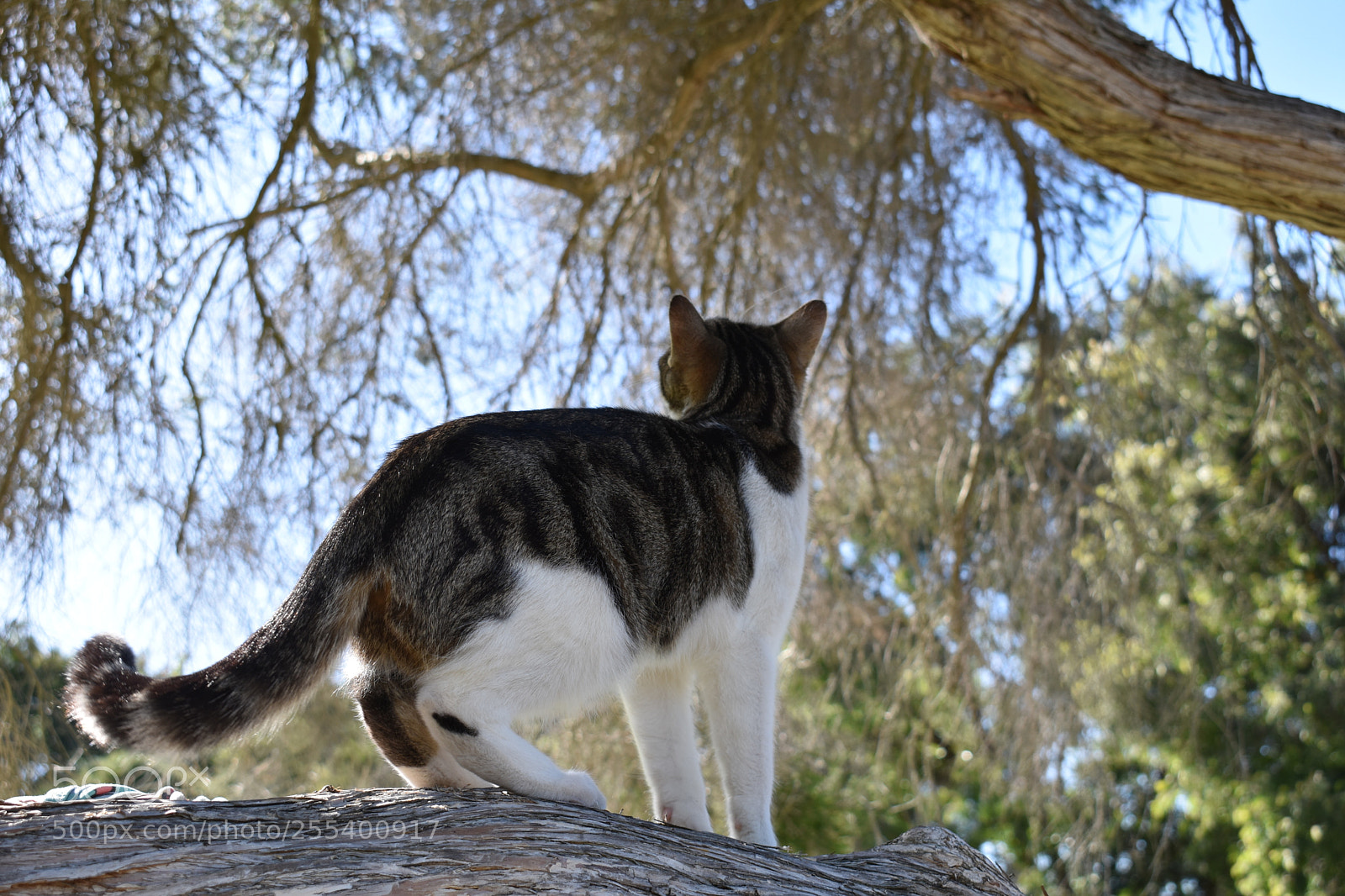 Nikon D3400 sample photo. Stella lookout photography
